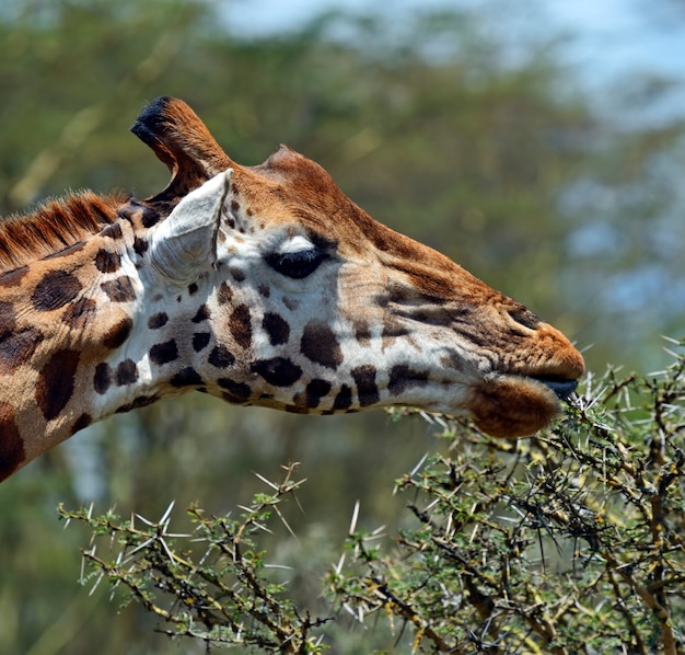 Giraffa (Giraffa camelopardalis) nel Parco Nazionale di Kruger