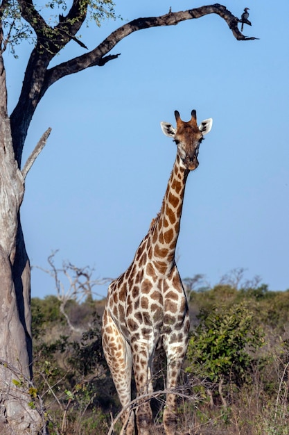 Giraffa Giraffa camelopardalis