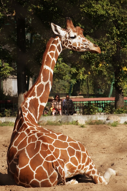 giraffa in giardino zoologico