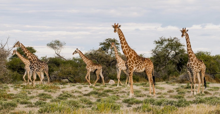 Foto giraffa in parco contro il cielo