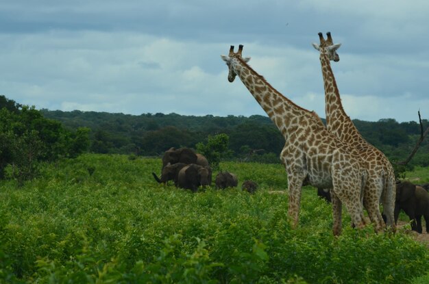 Giraffa in piedi sul campo contro il cielo