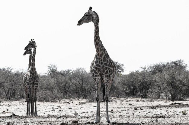 Giraffa in piedi sul campo contro il cielo