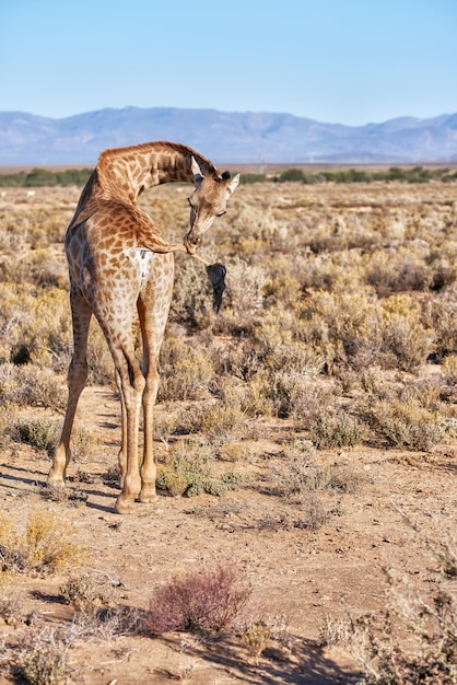 Giraffa in una savana in Sud Africa dalla parte posteriore in una giornata di sole contro uno sfondo di copyspace cielo blu Un animale selvatico alto con collo lungo avvistato durante un safari in un parco nazionale asciutto e deserto