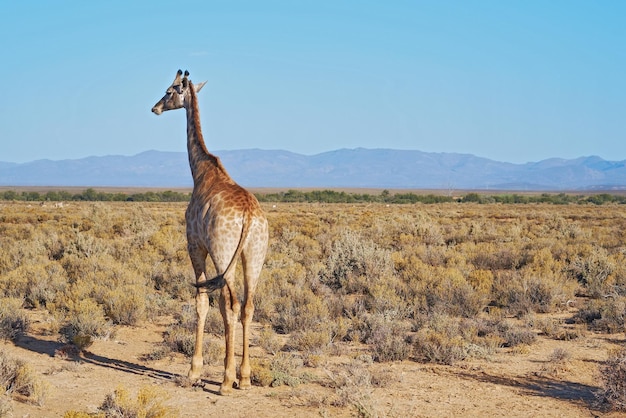 Giraffa in una savana in Sud Africa dalla parte posteriore in una giornata di sole contro uno sfondo di copyspace cielo blu Un animale selvatico alto con collo lungo avvistato durante un safari in un parco nazionale asciutto e deserto