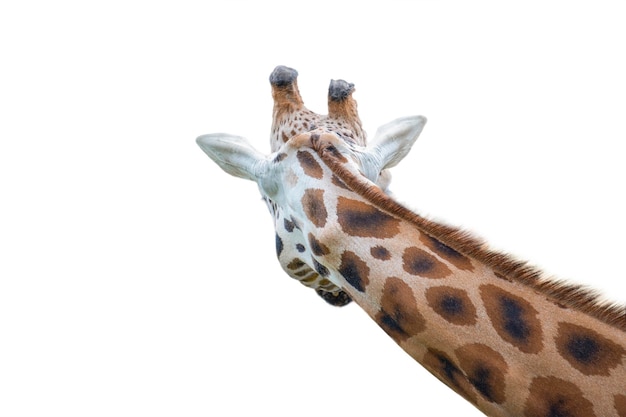 Giraffa isolata su sfondo bianco Primo piano della testa di una giraffa