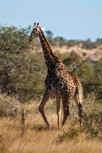 Giraffa Kruger National Park Sud Africa