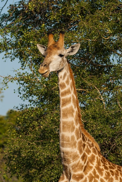 Giraffa Kruger National Park Sud Africa