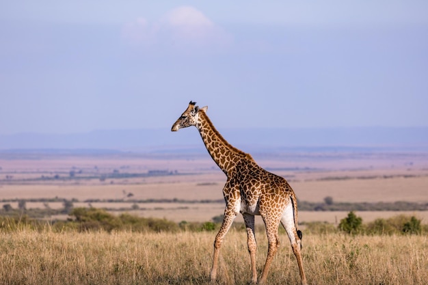 Giraffa Masai Fauna selvatica Animali Mammiferi Savana Prateria Riserva nazionale Masai Mara Parco Nar