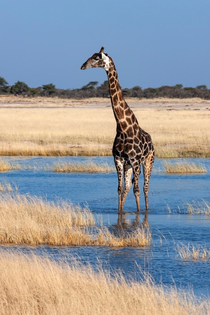 Giraffa Namibia Africa