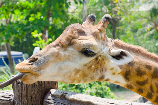 Giraffa nel giardino zoologico guardando qualcosa