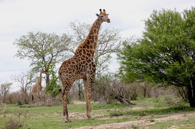 Giraffa nel mezzo della savana