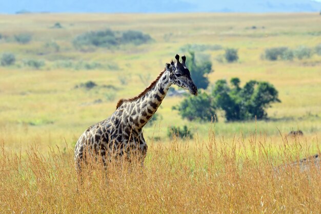 Giraffa nel Parco Nazionale del Kenya