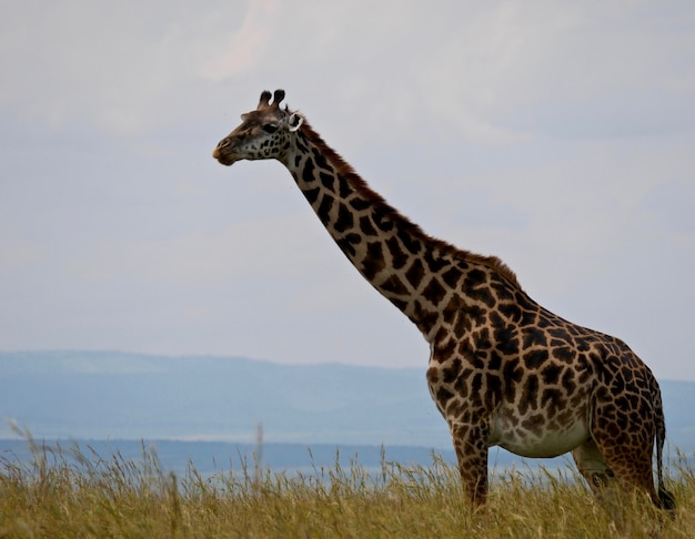 Giraffa nel parco nazionale masai di Mara - Kenya