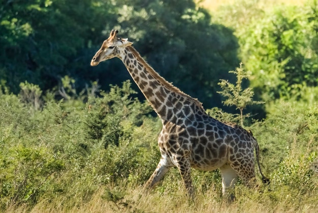 Giraffa nell'habitat della giungla Kruger National Park Sud Africa