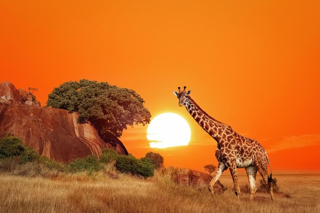 Giraffa nella savana africana al tramonto Parco Nazionale del Serengeti Tanzania Africa