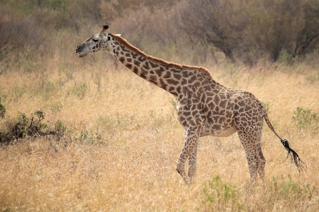 giraffa nella savana africana alle prime luci di una soleggiata giornata estiva