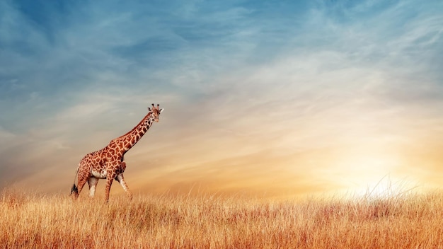 Giraffa nella savana africana sullo sfondo del bellissimo tramonto Parco nazionale del Serengeti Tanzania Africa Spazio di copia