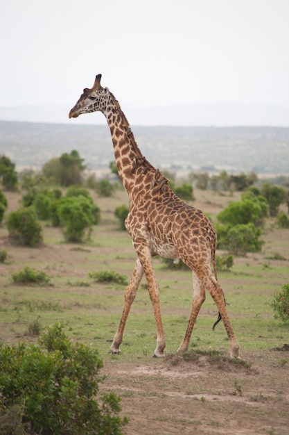 Giraffa nella savana