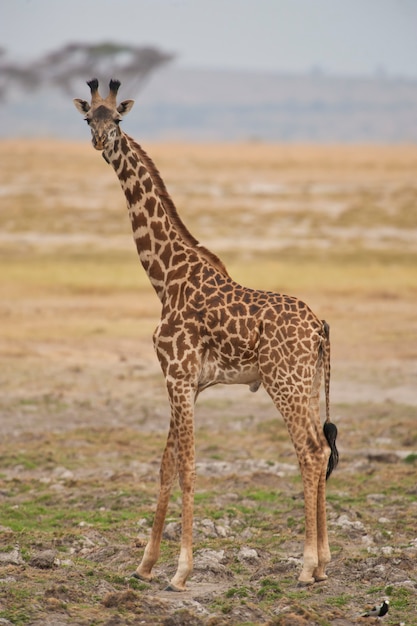 Giraffa nella savana