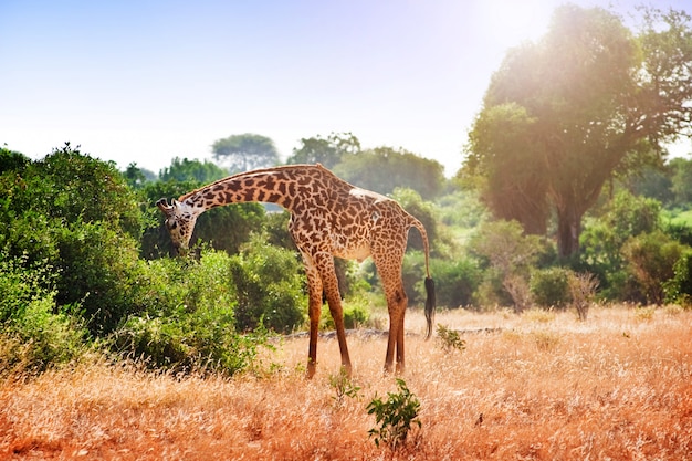 Giraffa nella savana