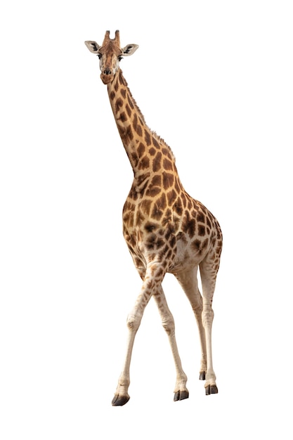 Giraffa Rothschild In Pericolo Isolata