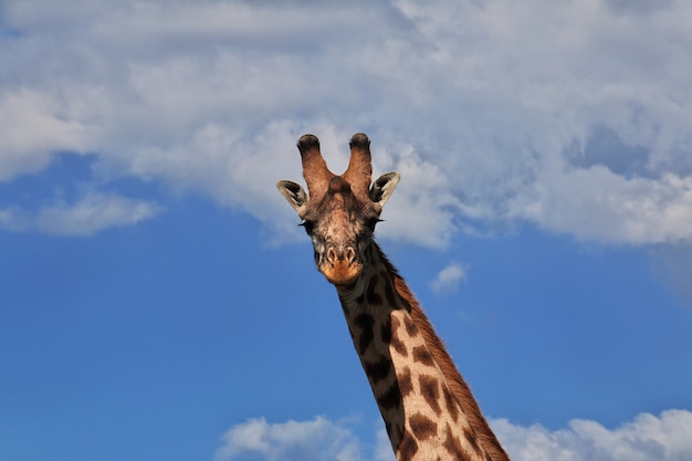 Giraffa su safari in Kenia e Tanzania, Africa