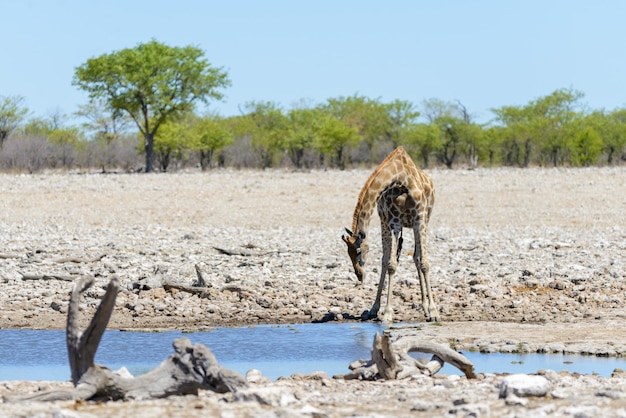 Giraffa sul waterhole nella savana africana