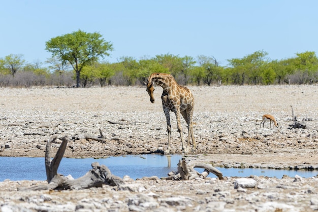 Giraffa sul waterhole nella savana africana