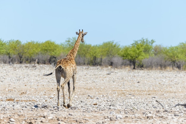 Giraffa sul waterhole nella savana africana