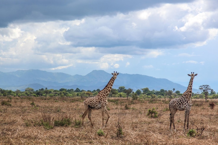 Foto giraffe africane selvatiche nel parco nazionale di mikumi in tanzania in africa in safari
