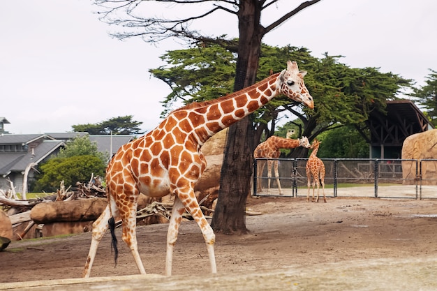 Giraffe allo zoo