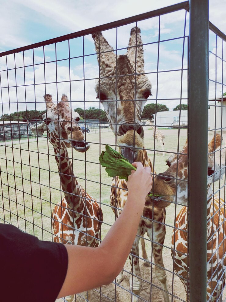 Foto giraffe che nutrono a mano durante un safari