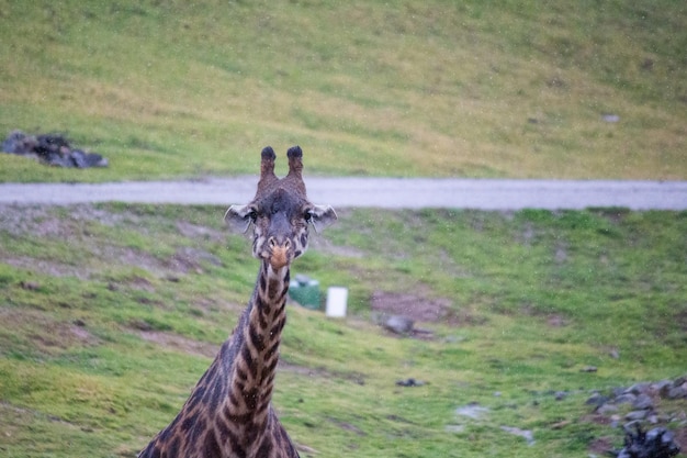 Giraffe che vivono all'aperto mangiando più singoli africani