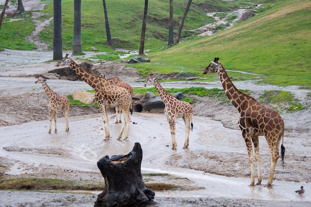 Giraffe che vivono all'aperto mangiando più singoli africani