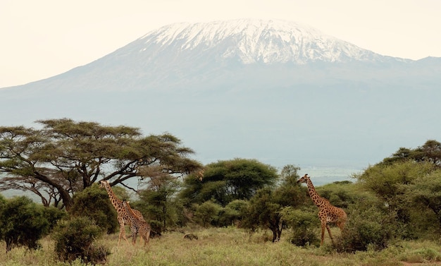 Giraffe con Kilimanjaro Mountain View nel Parco Nazionale di Amboseli, in Kenya