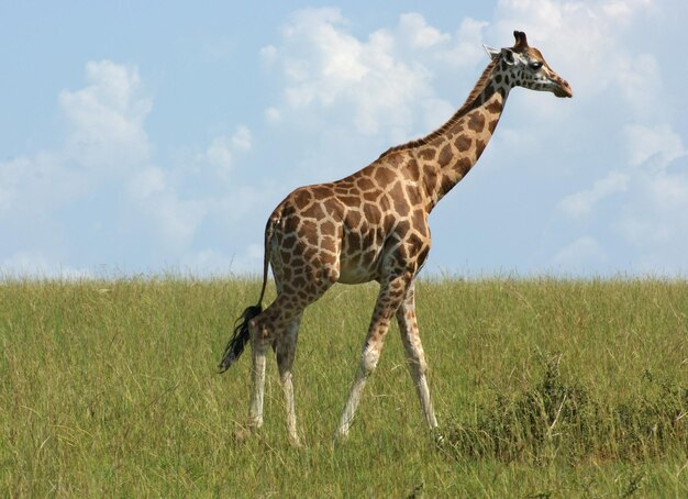 Giraffe in Africa