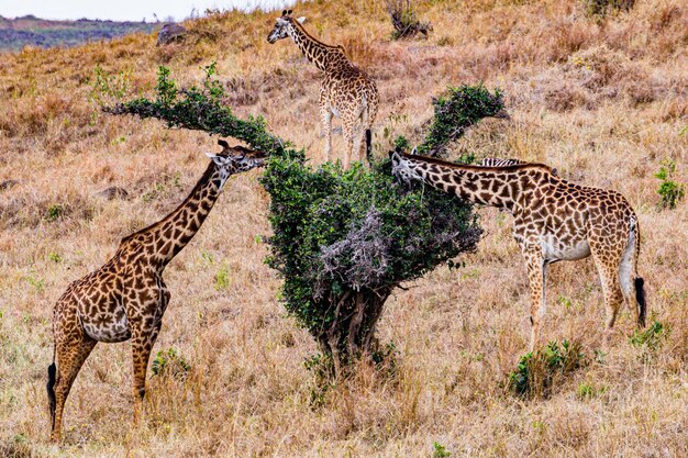 Giraffe Masai Animali selvatici Mammiferi Savanna Grassland Maasai Mara Riserva nazionale di caccia Parco Nar