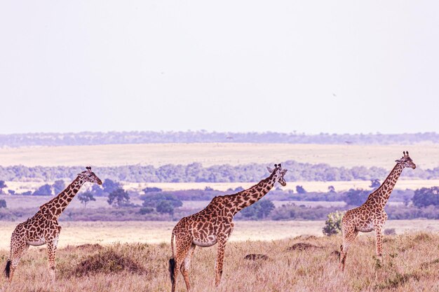 Giraffe Masai Animali selvatici Mammiferi Savanna Grassland Maasai Mara Riserva nazionale di caccia Parco Nar