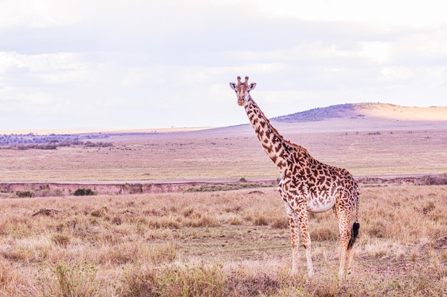 Giraffe Masai Animali selvatici Mammiferi Savanna Grassland Maasai Mara Riserva nazionale di caccia Parco Nar