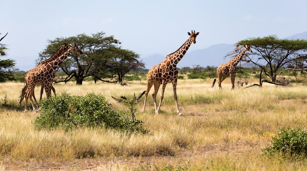 Giraffe nella savana del Kenya con molti alberi e cespugli