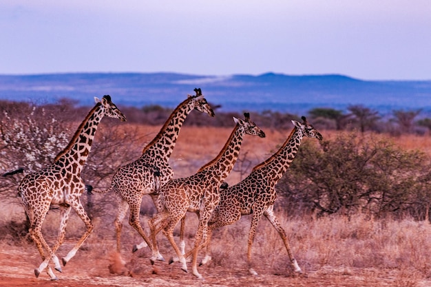 Giraffe Paesaggi del Monte Kilimanjaro Animali selvatici Parco Nazionale Amboseli Contea di Kajiado Kenya