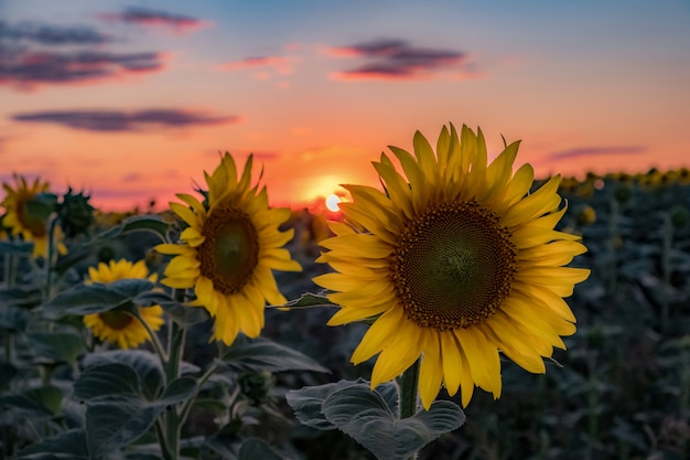 Girasole al tramonto in un campo estivo