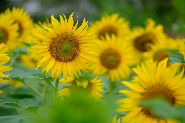 Girasole alla luce del mattino