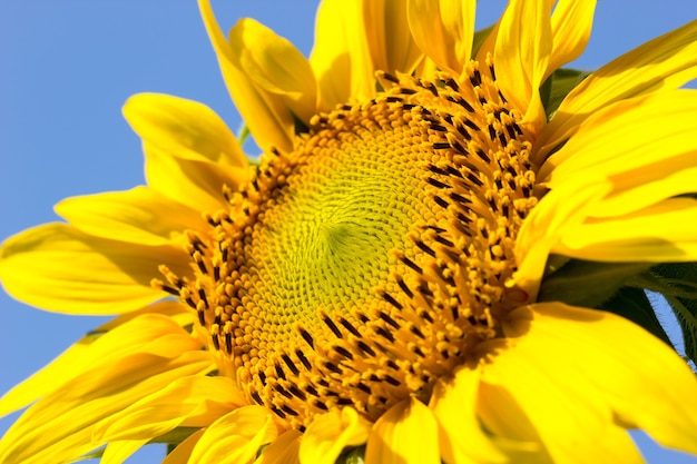 Girasole alla luce del sole su sfondo blu cielo