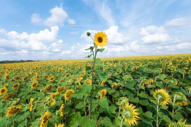 Girasole alto nel campo Cielo blu con nuvole sopra il campo