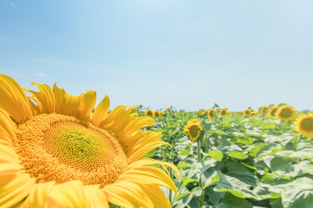 Girasole, campo di girasoli in fiore