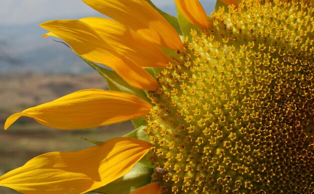 girasole closeup