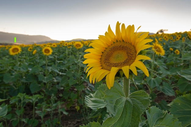 Girasole comune Helianthus annuus Malaga Spagna