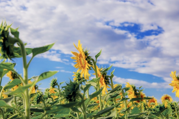 Girasole con bella al cielo blu in inverno.