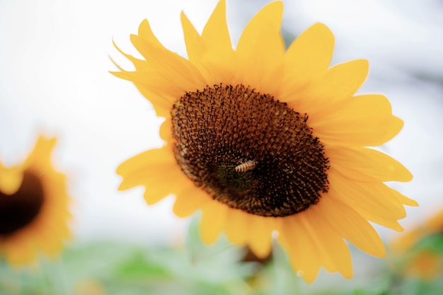 Girasole con bella al cielo.